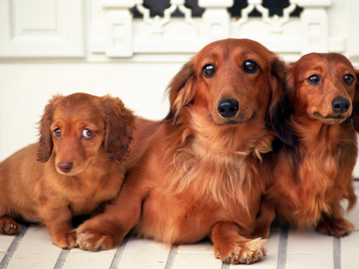 Семейство такс