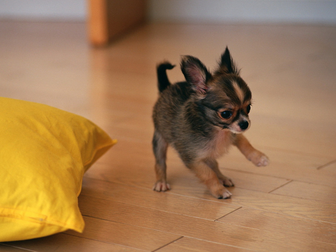 щенок Той-Терьера