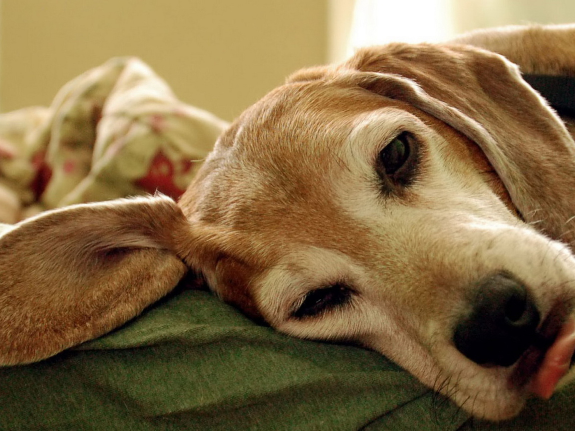 Уставший пес