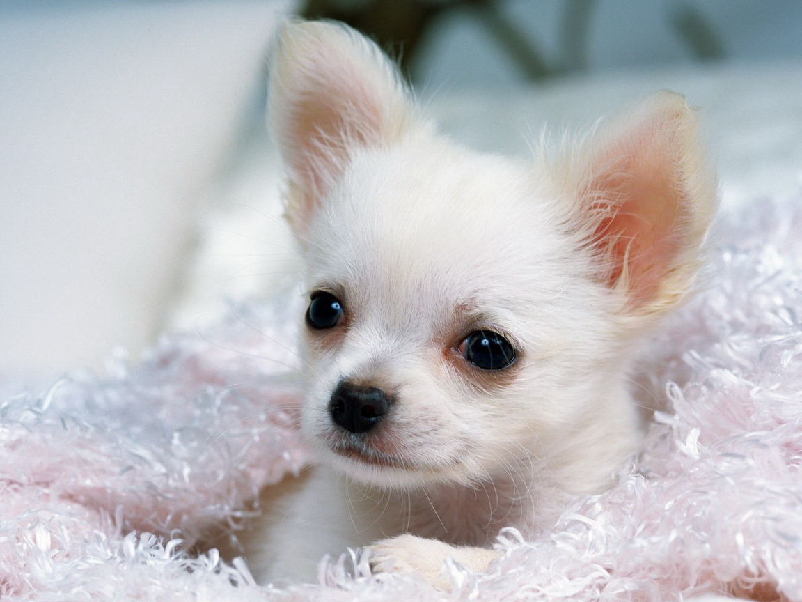 Белый Чихуа-хуа