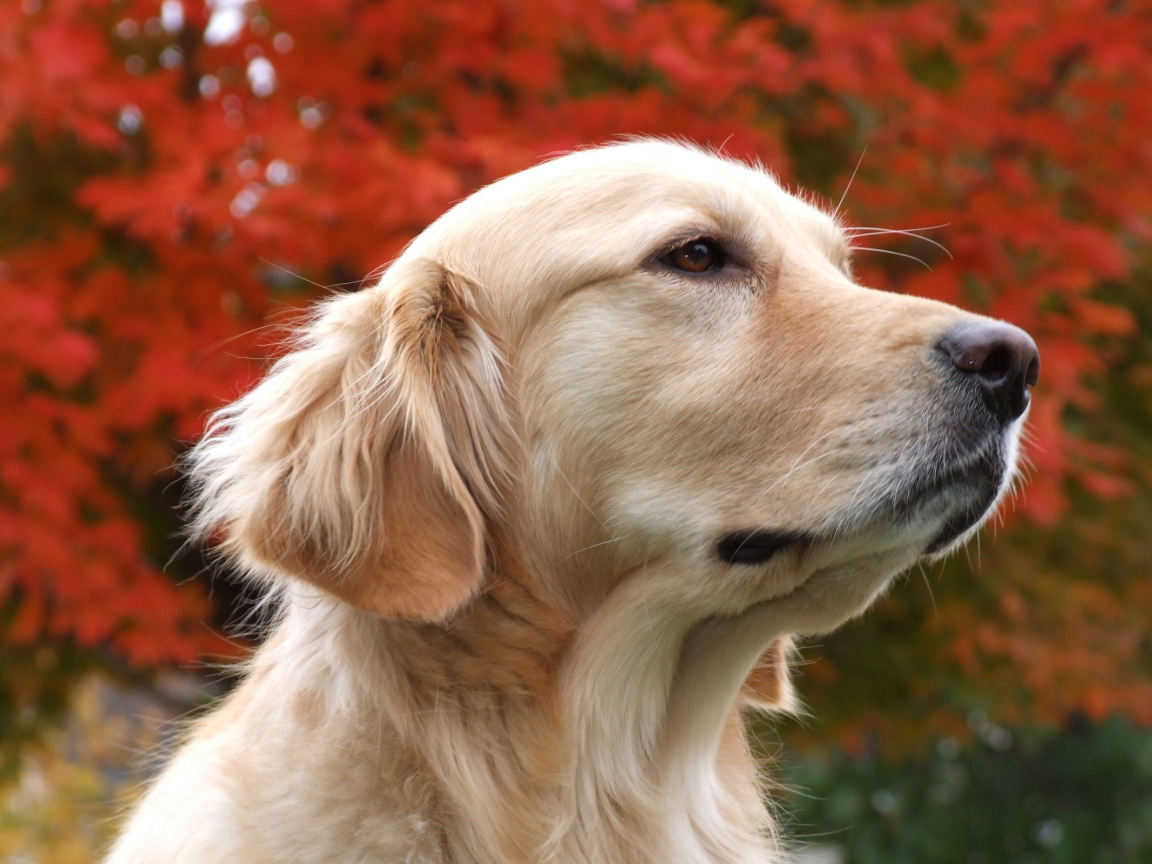 Красивый псэ собака