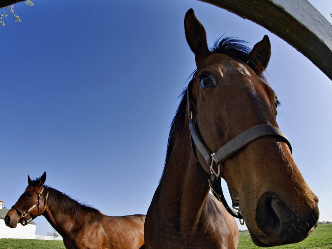 Лошадки на конюшне