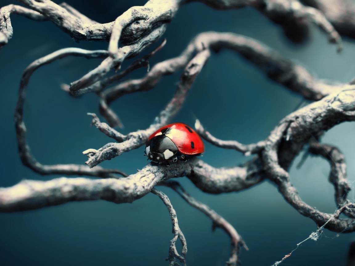 Синяя тема с божьей коровкой