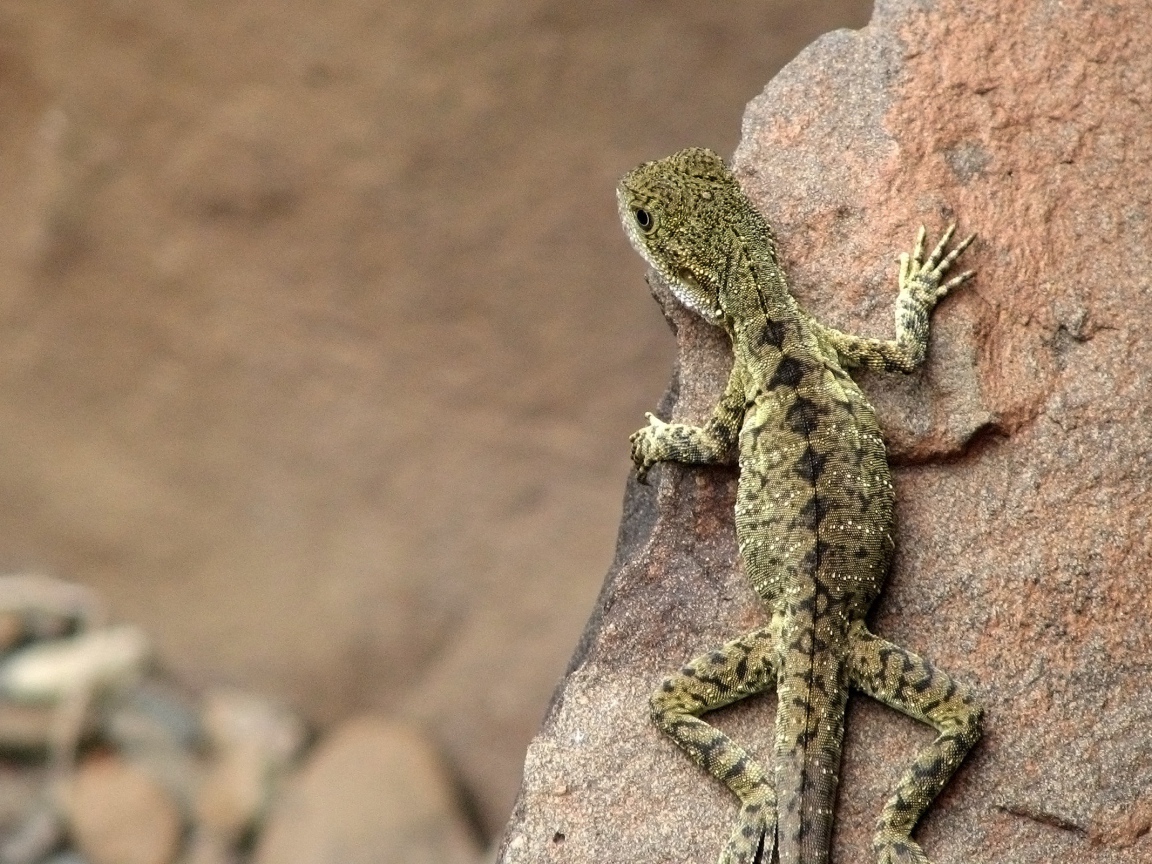 Ящерица на камне