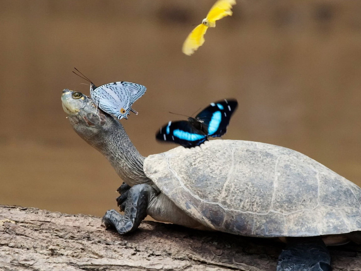 Черепаха и бабочки