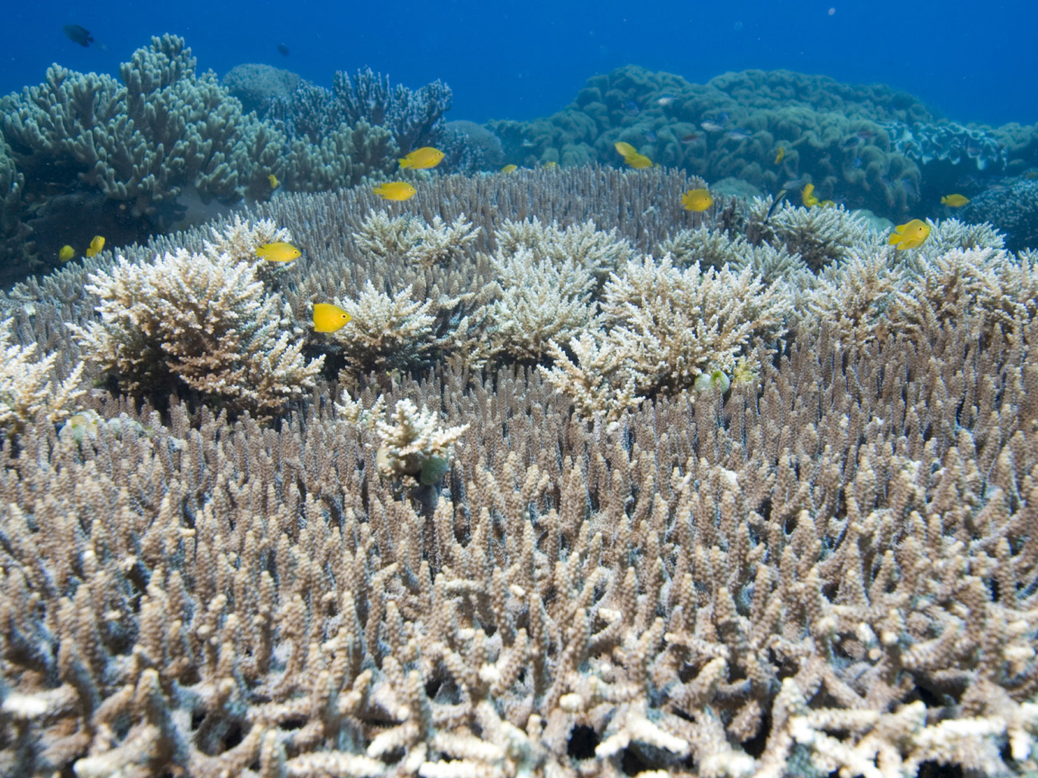 На дне Красного моря