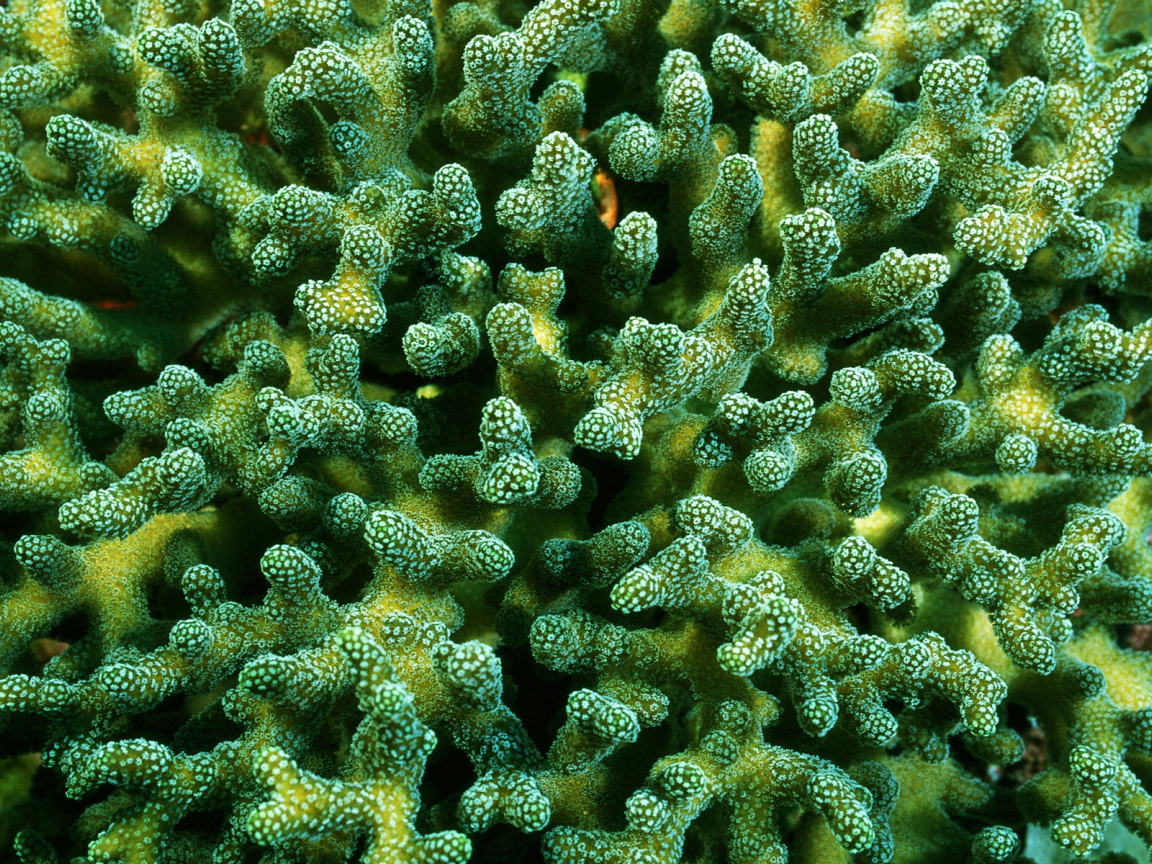 Красивые кораллы