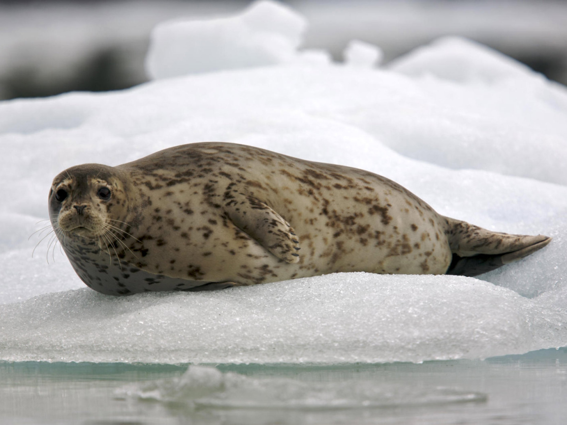 Обыкновенный тюлень