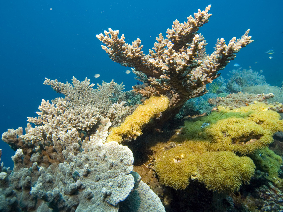 Кораллы Красного моря