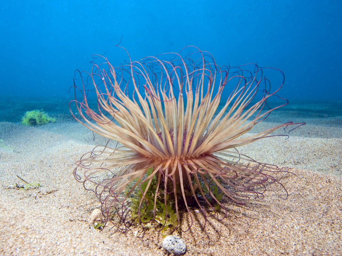 Обитатель морского дна