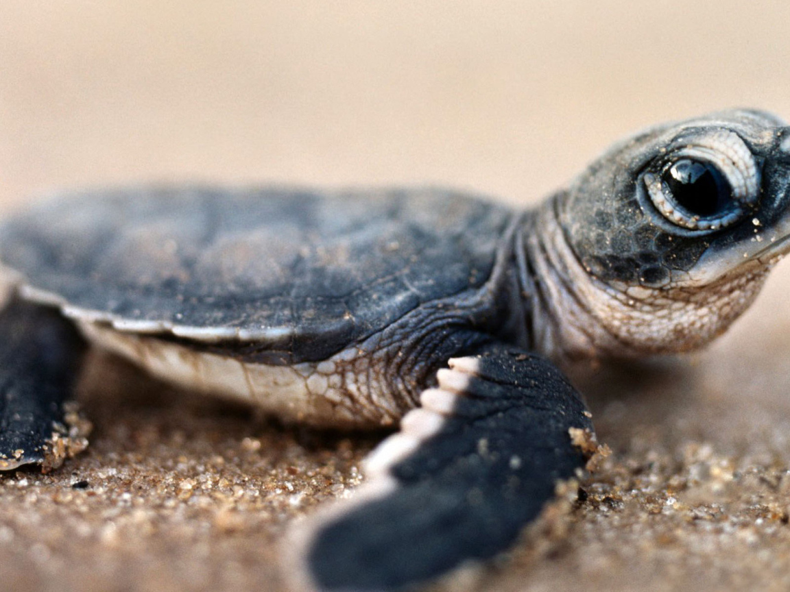 Черепашонок