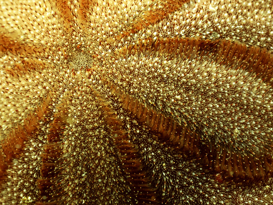 Морская живность