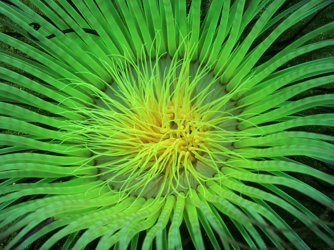 Морское растение