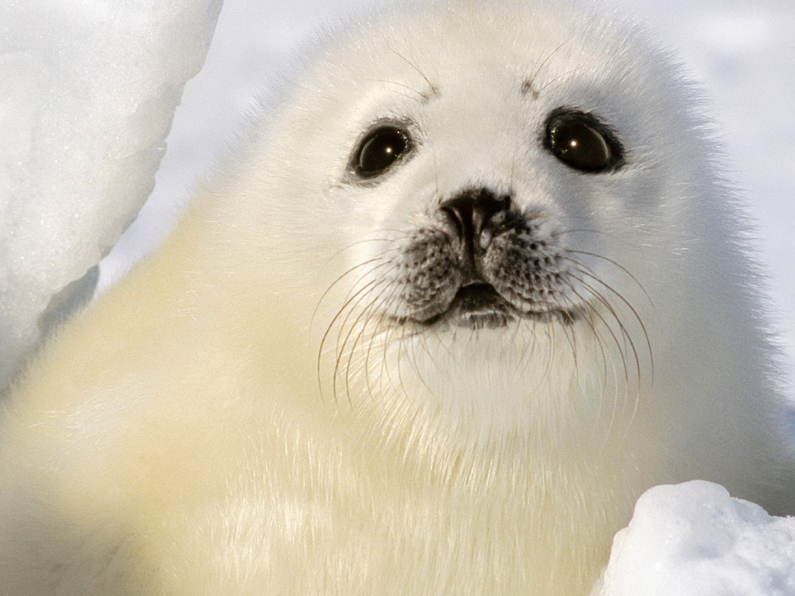 Малыш тюлень