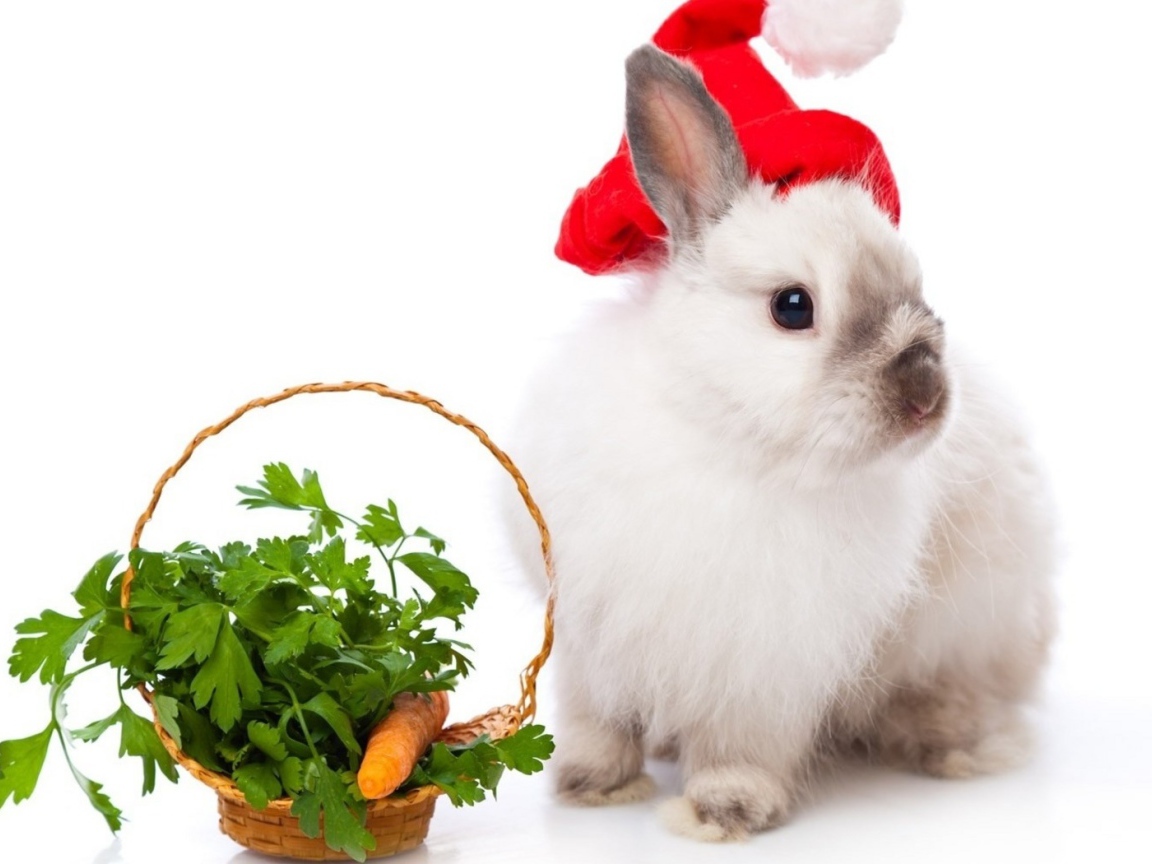 Кролик в колпаке