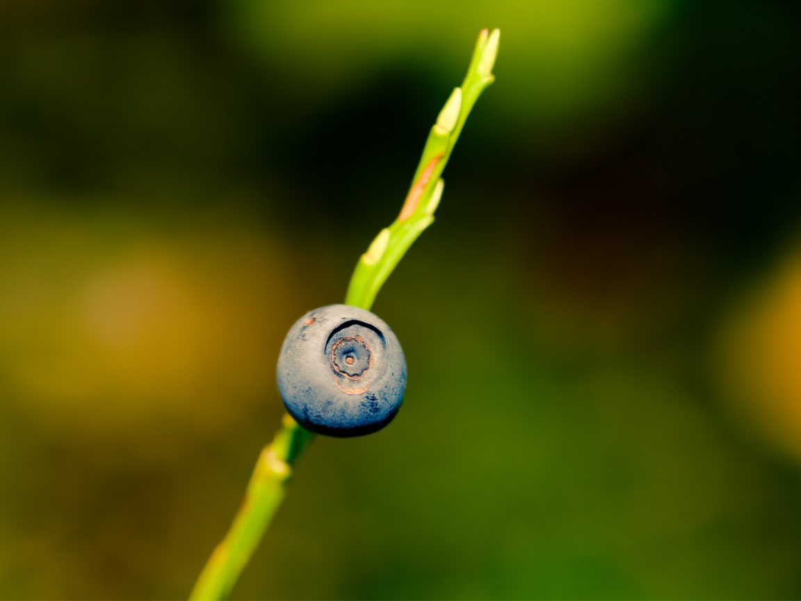 Ягода черника