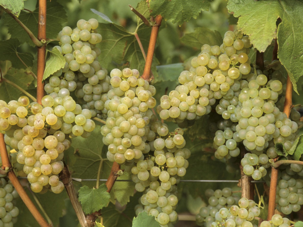 Виноградная лоза