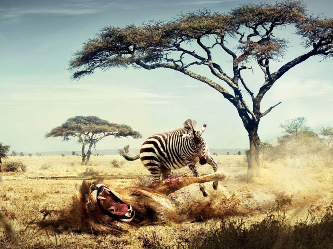 Зебра напала на льва
