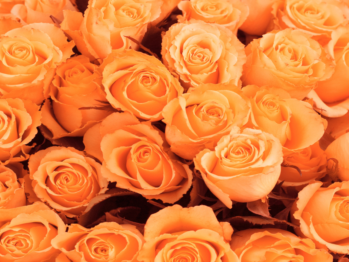 Красивые цветы к 8 Марта