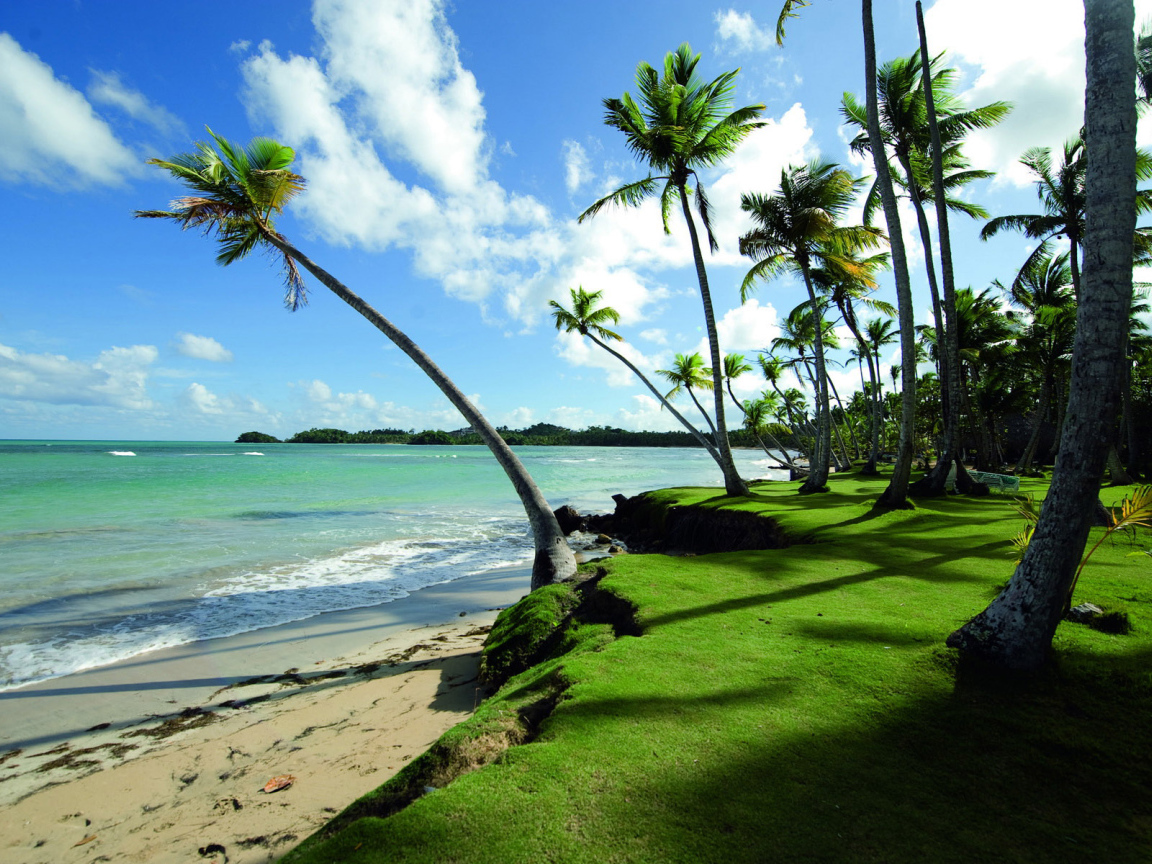 Прибрежные пальмы