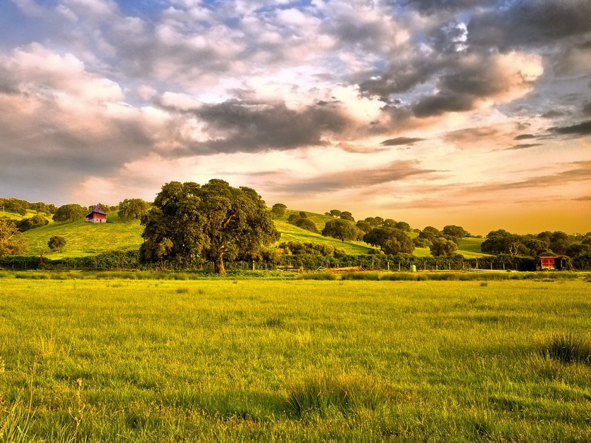 Зеленые просторы