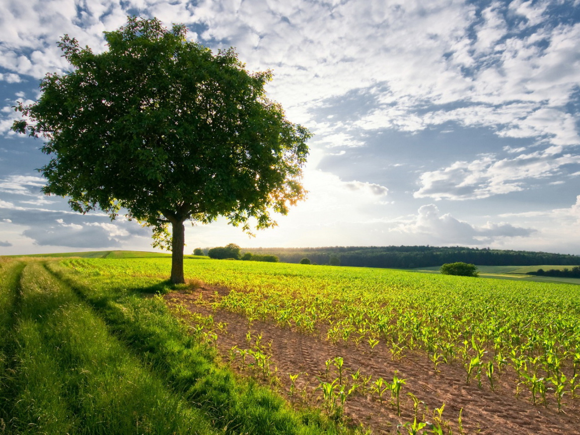 Дерево в поле