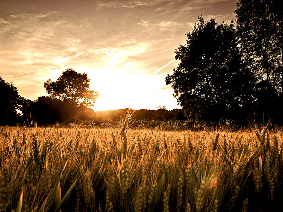 Пшеничное поле на закате