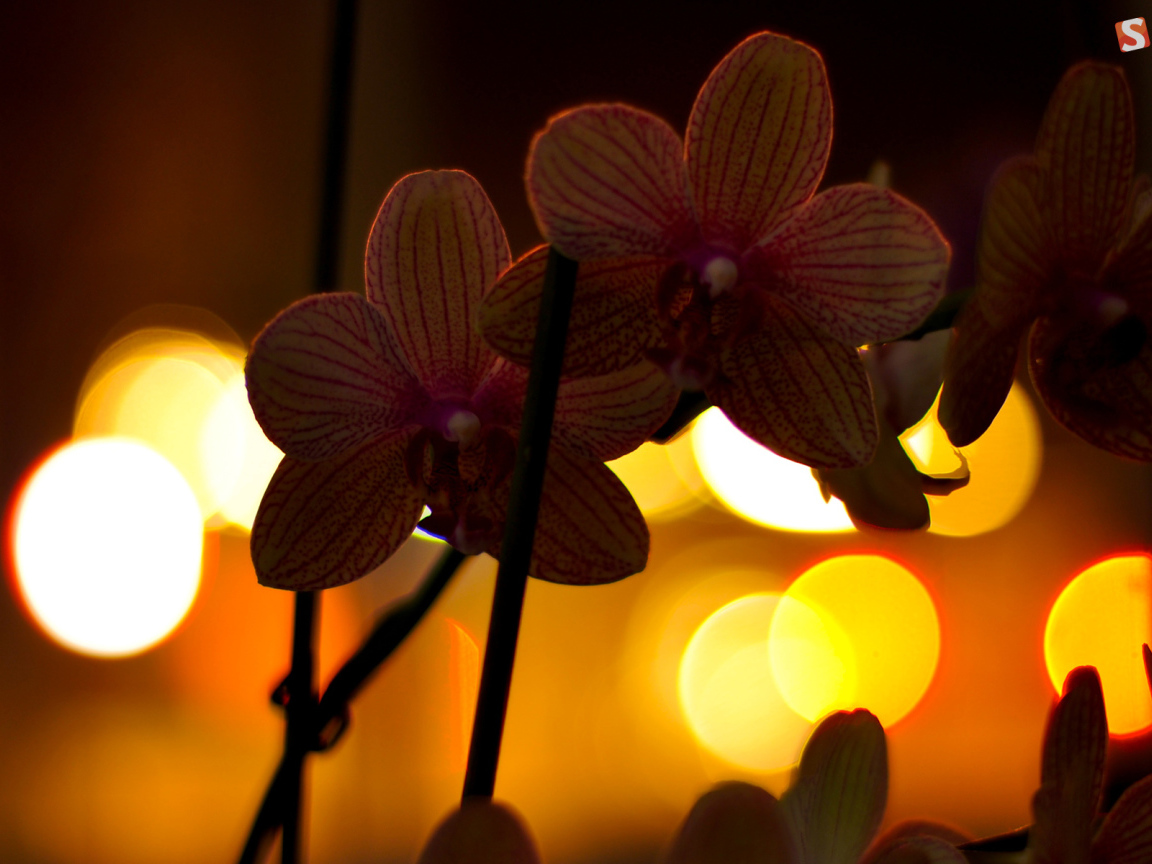 Цветы любимой