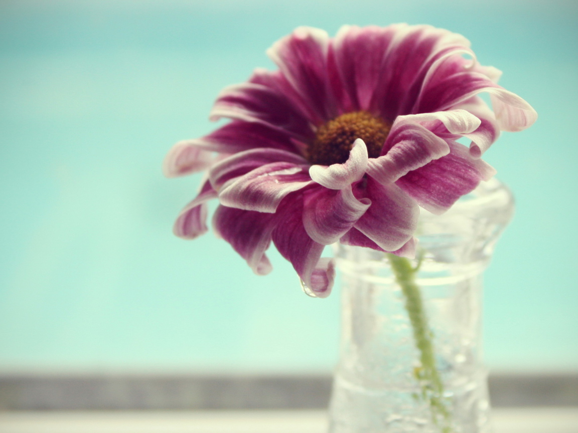 Одинокий цветок