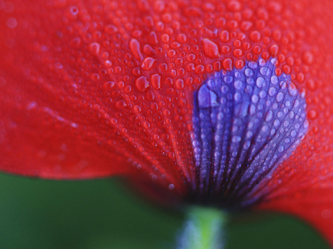 Макро Цветок