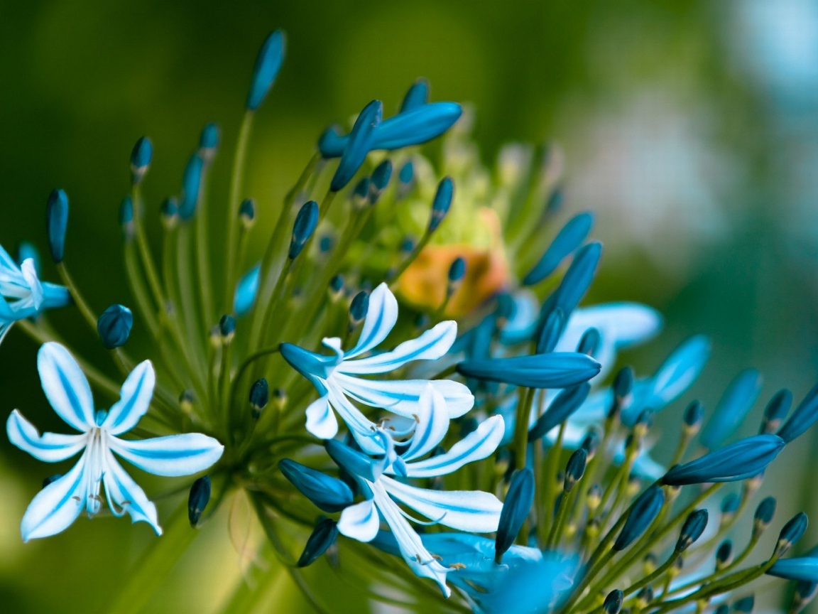 Симпатичные цветочки