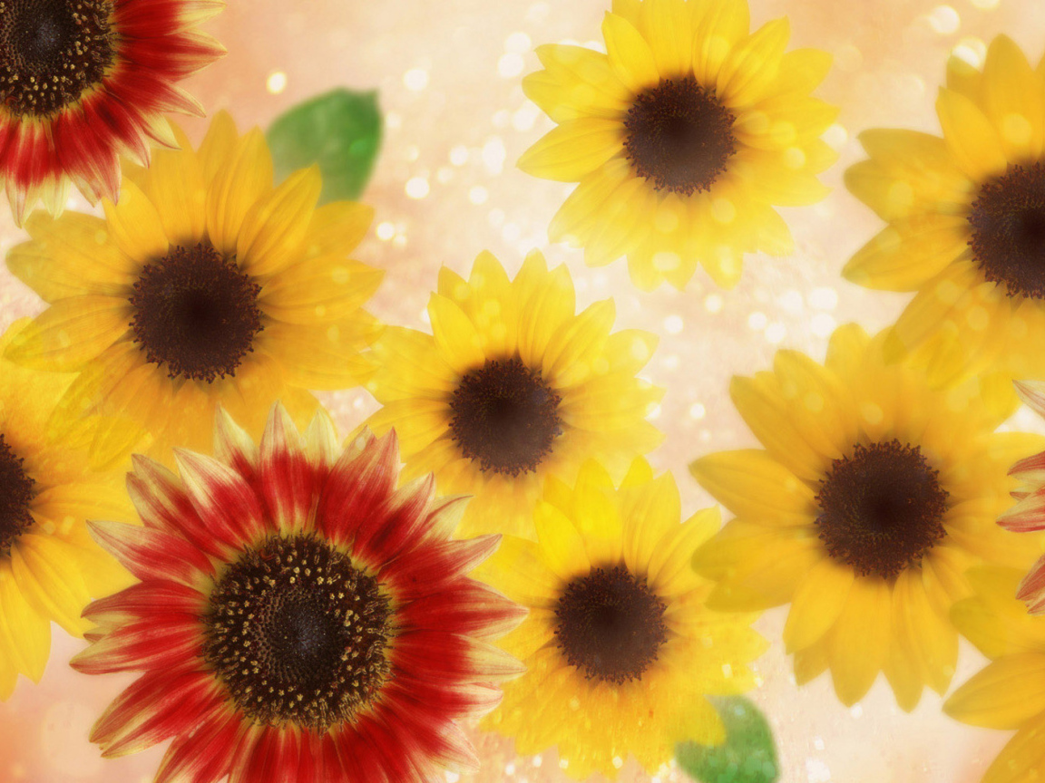 Подсолнухи