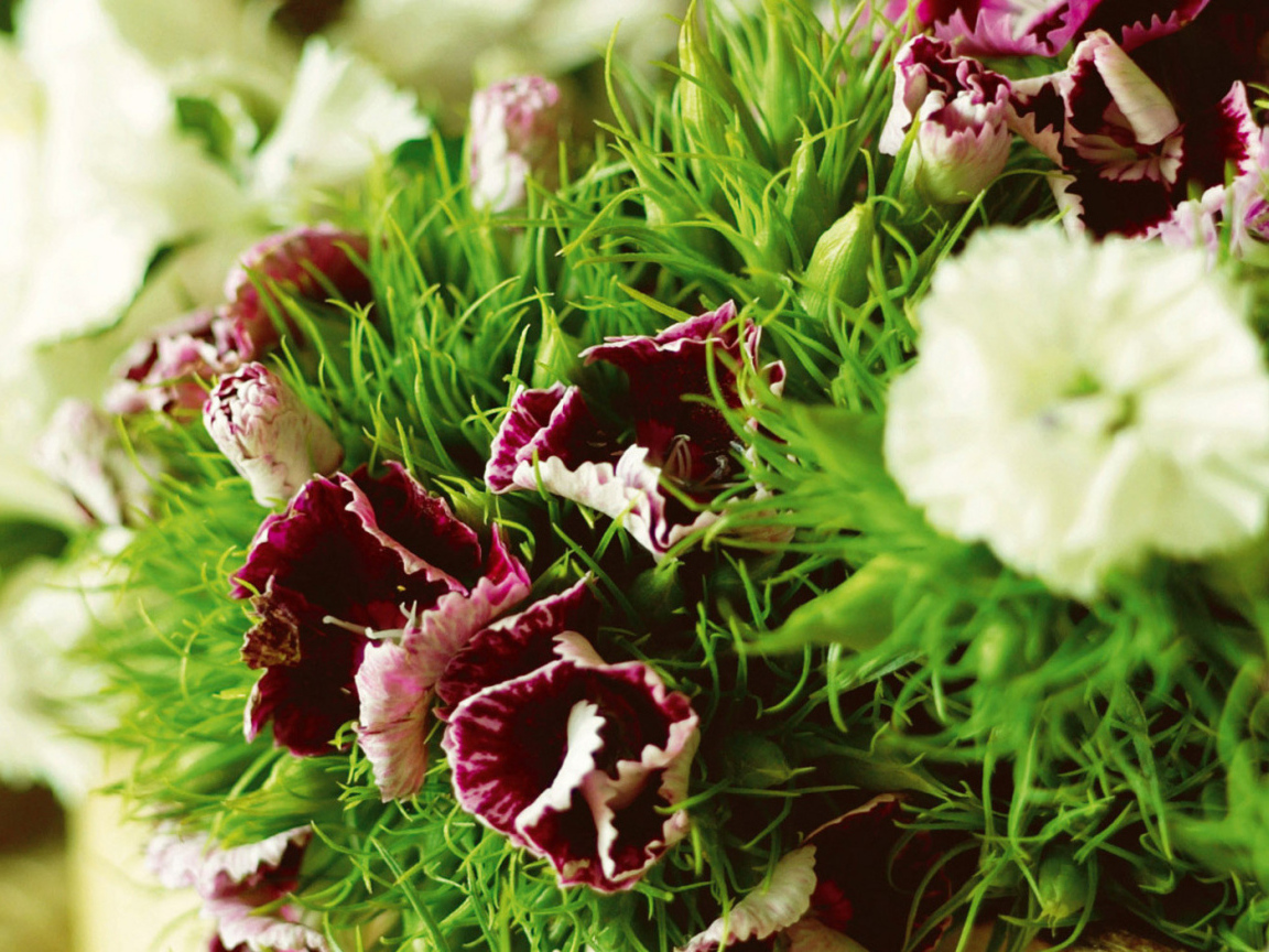 Засохшие гвоздики