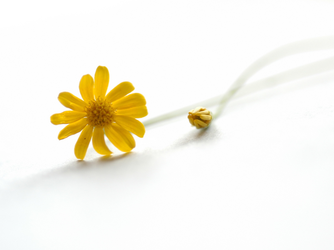 Желтый цветок