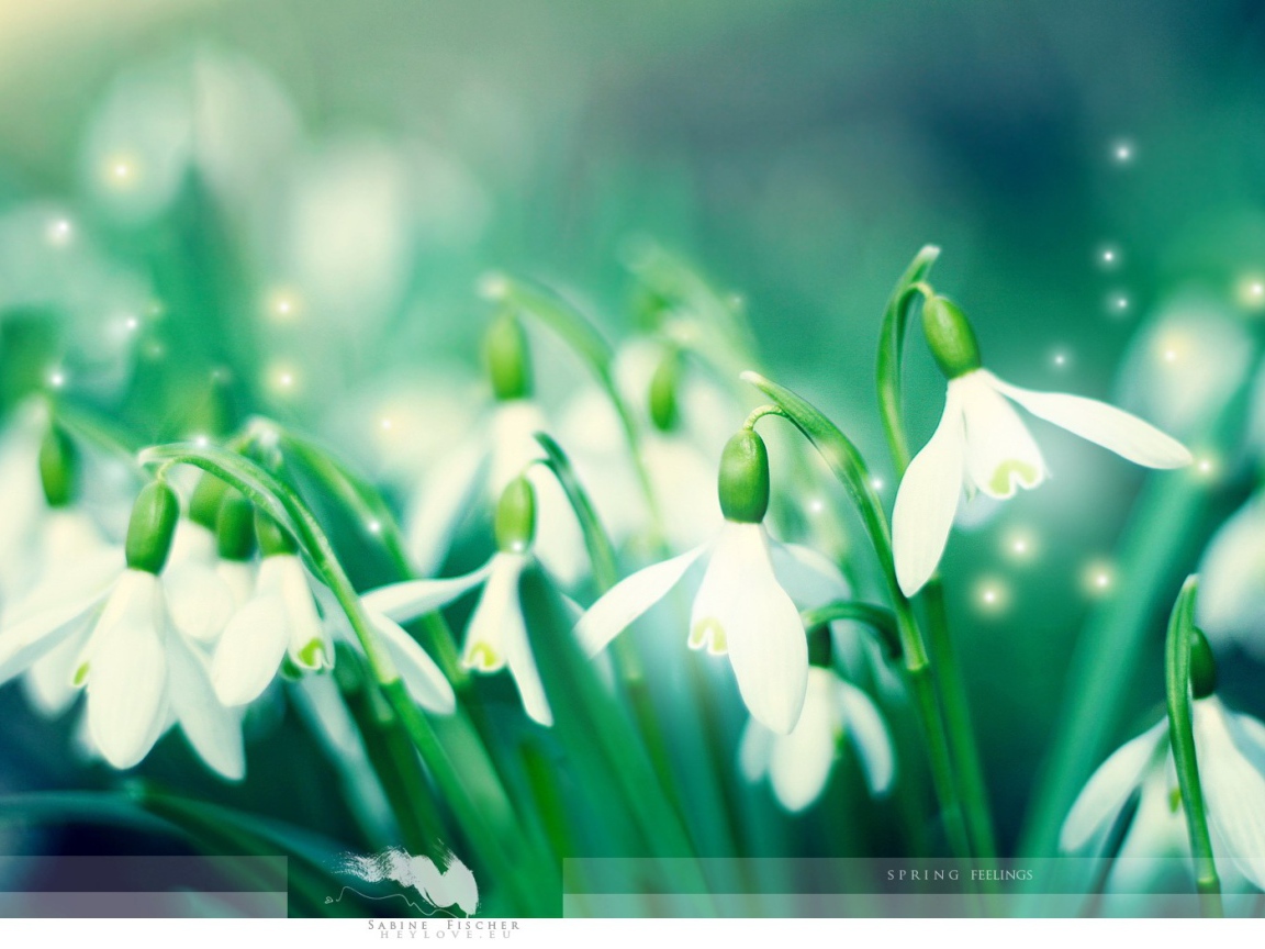 Первые подснежники Весенние цветы