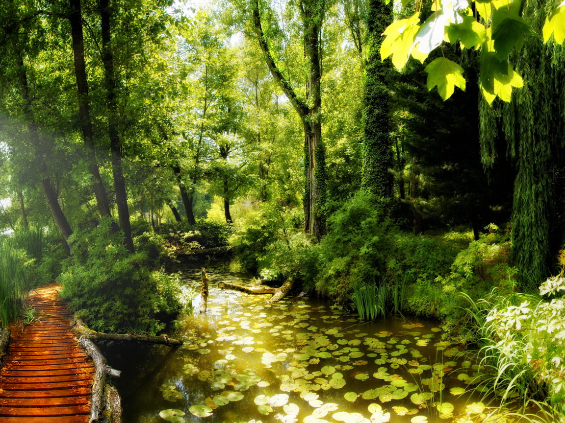 Красота леса