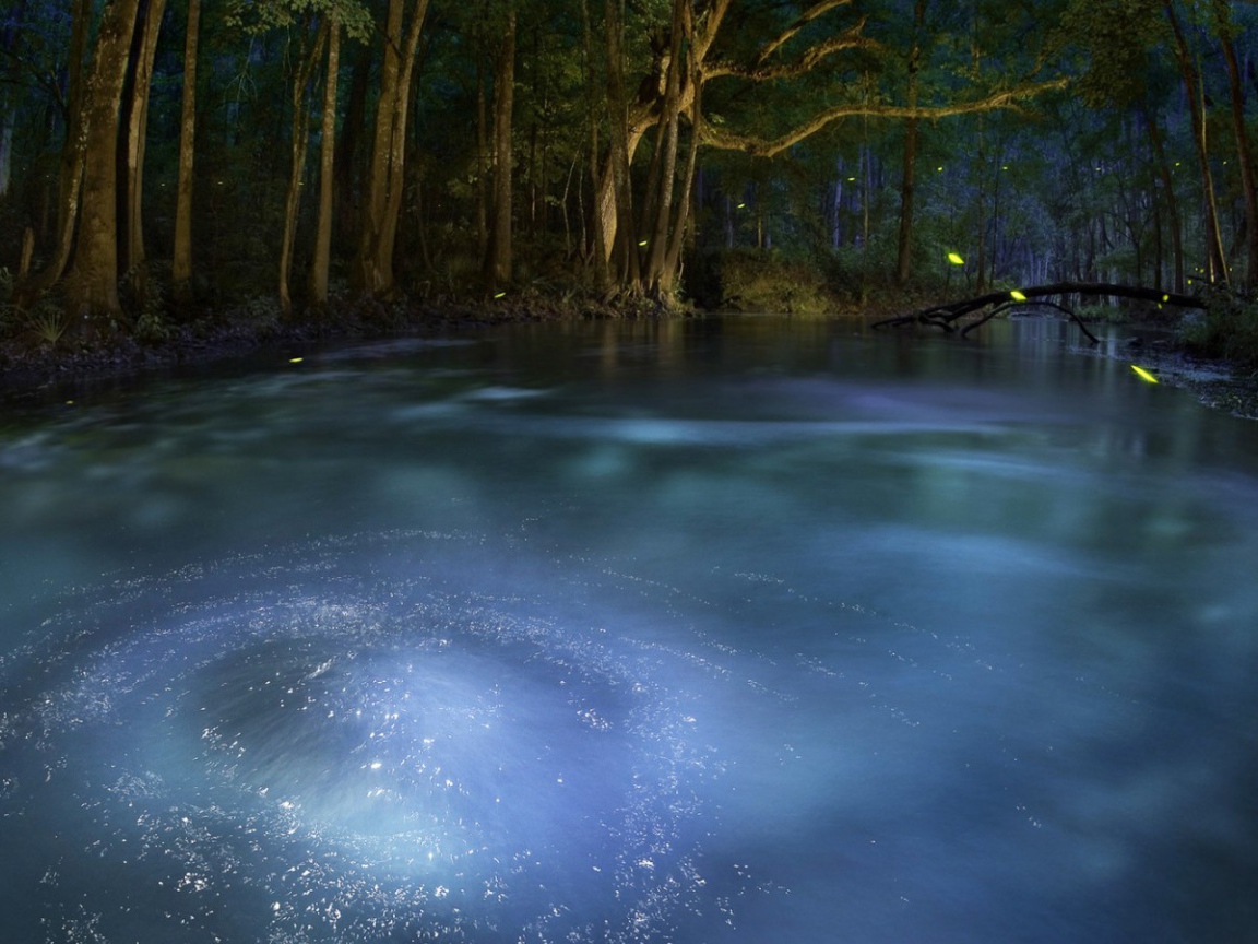 Сказочный лес