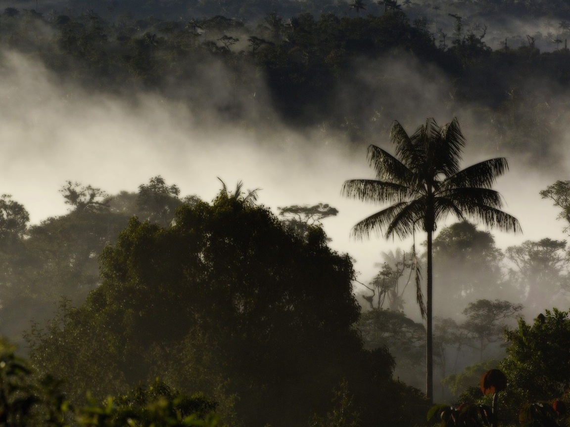 Туман в тропическом лесу