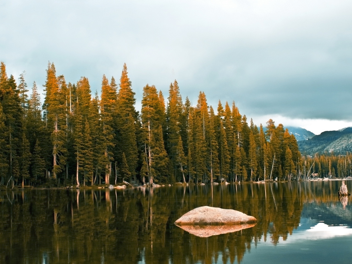 Лес около озеро