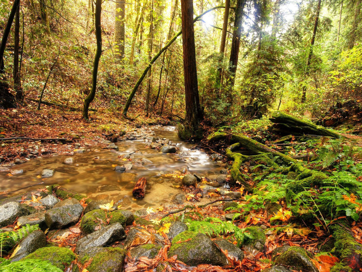 Ручей в лесной чаще