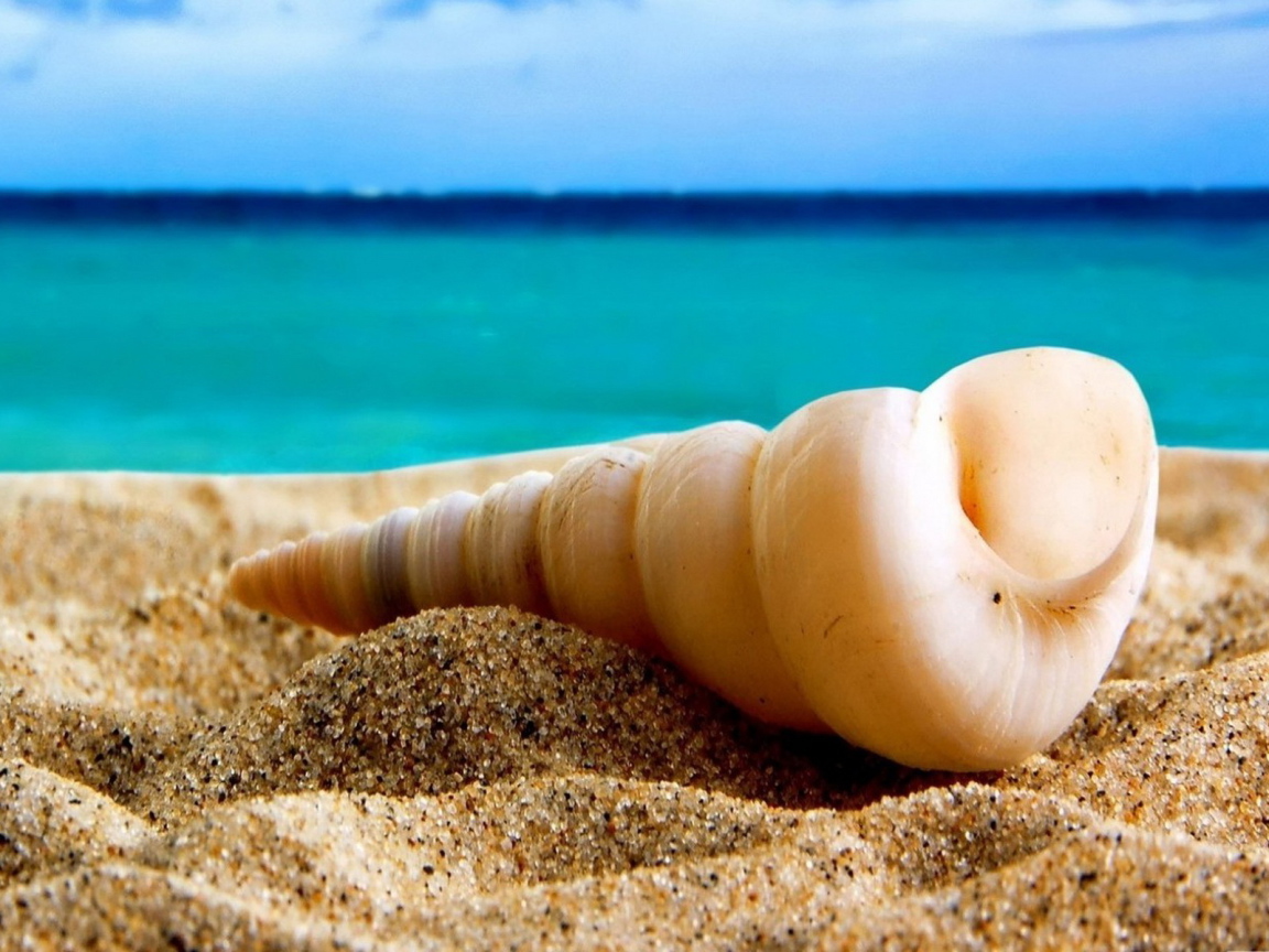 Ракушка на песке