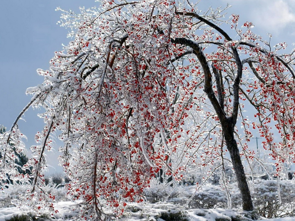 Калина красная