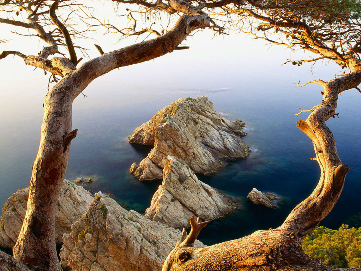 Дерево на обрыве