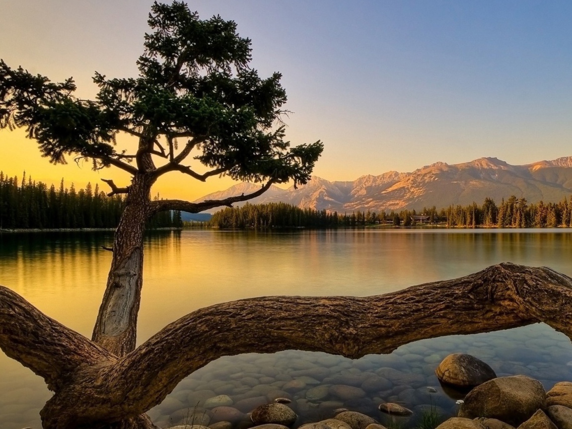 Дерево на берегу