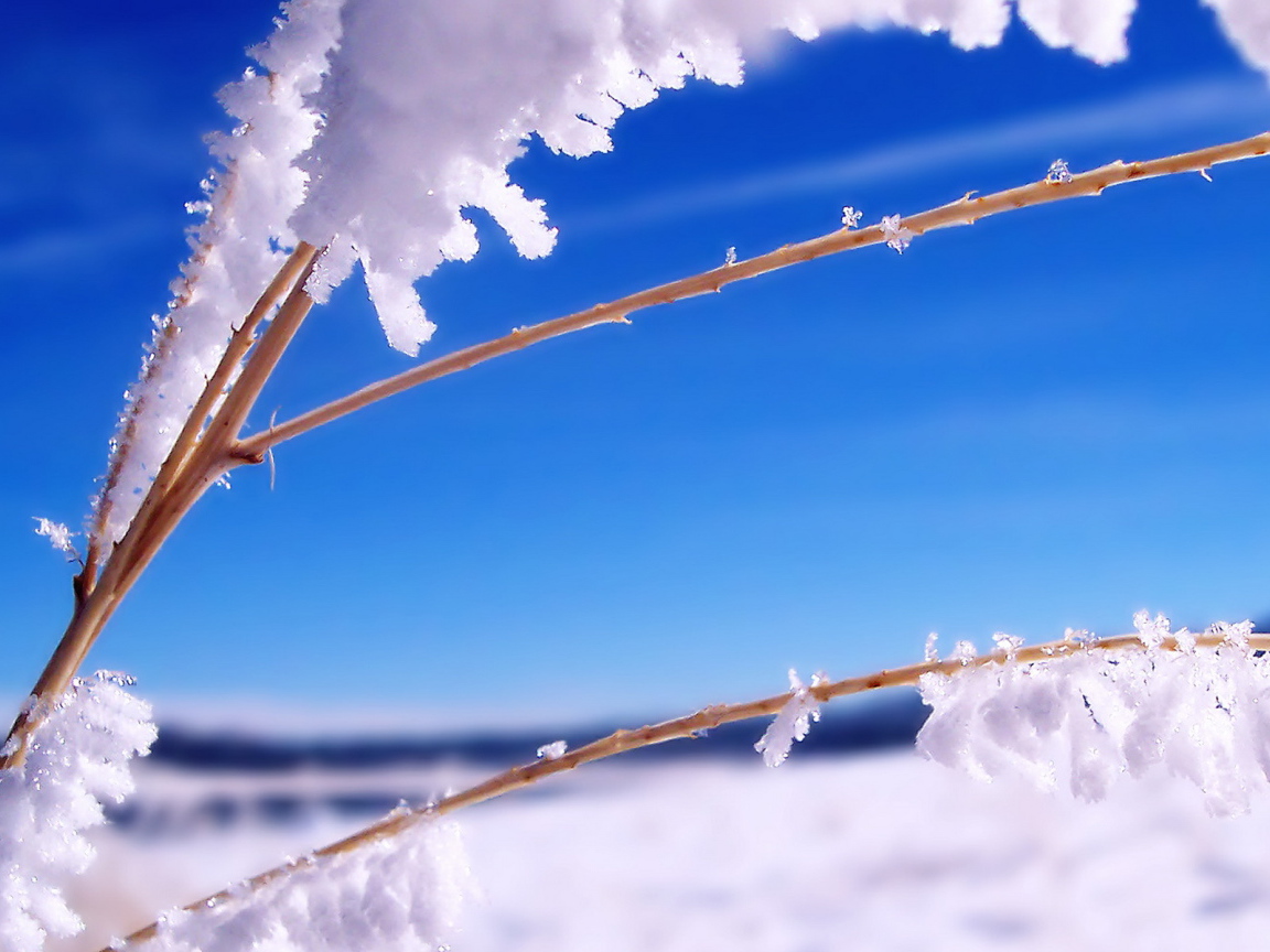 Ветка в инее