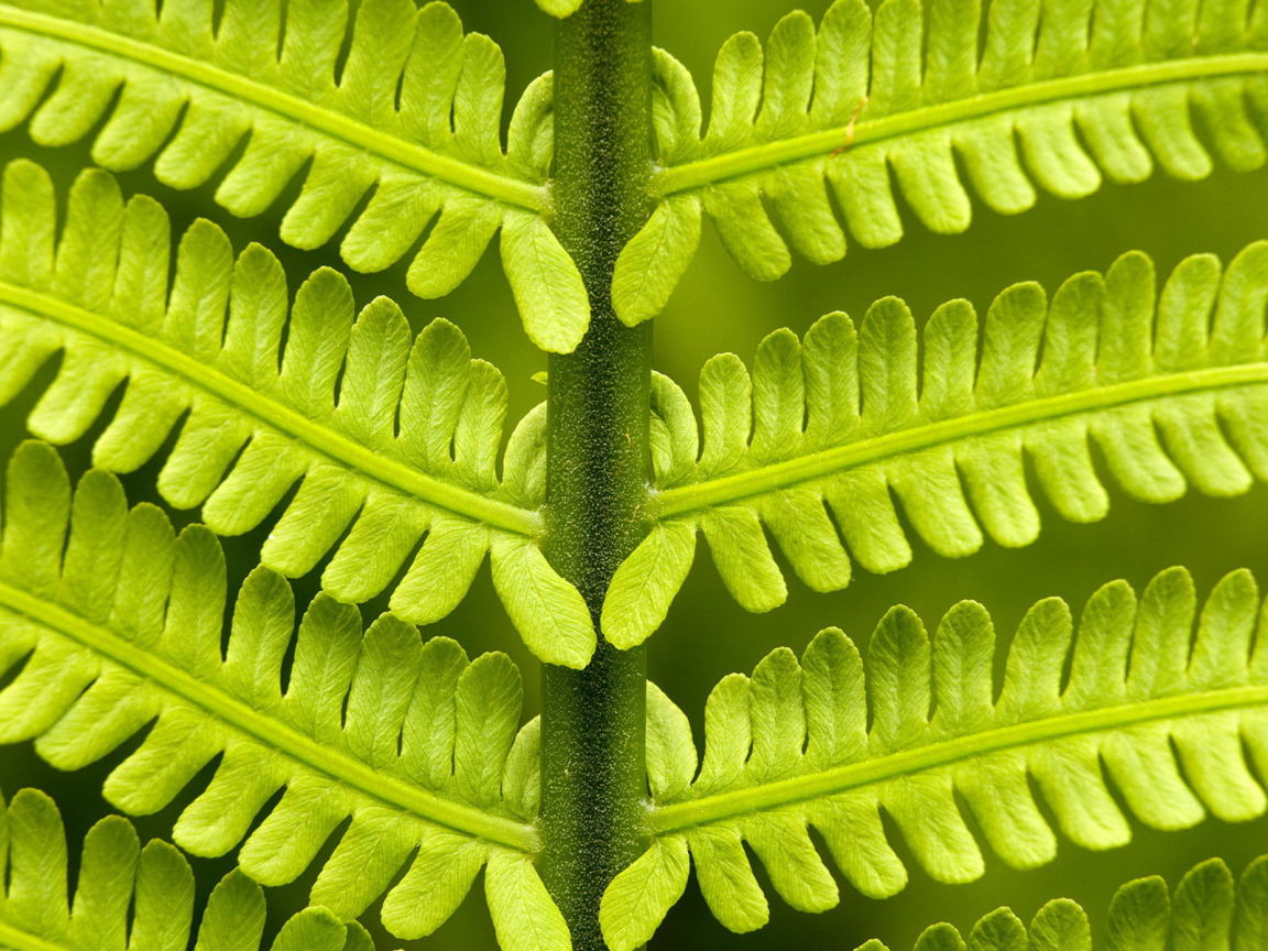 Папоротник