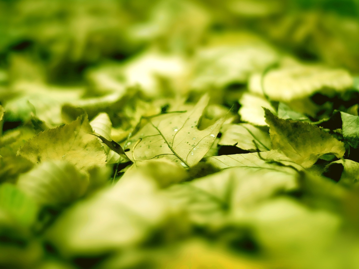 Зеленые листья