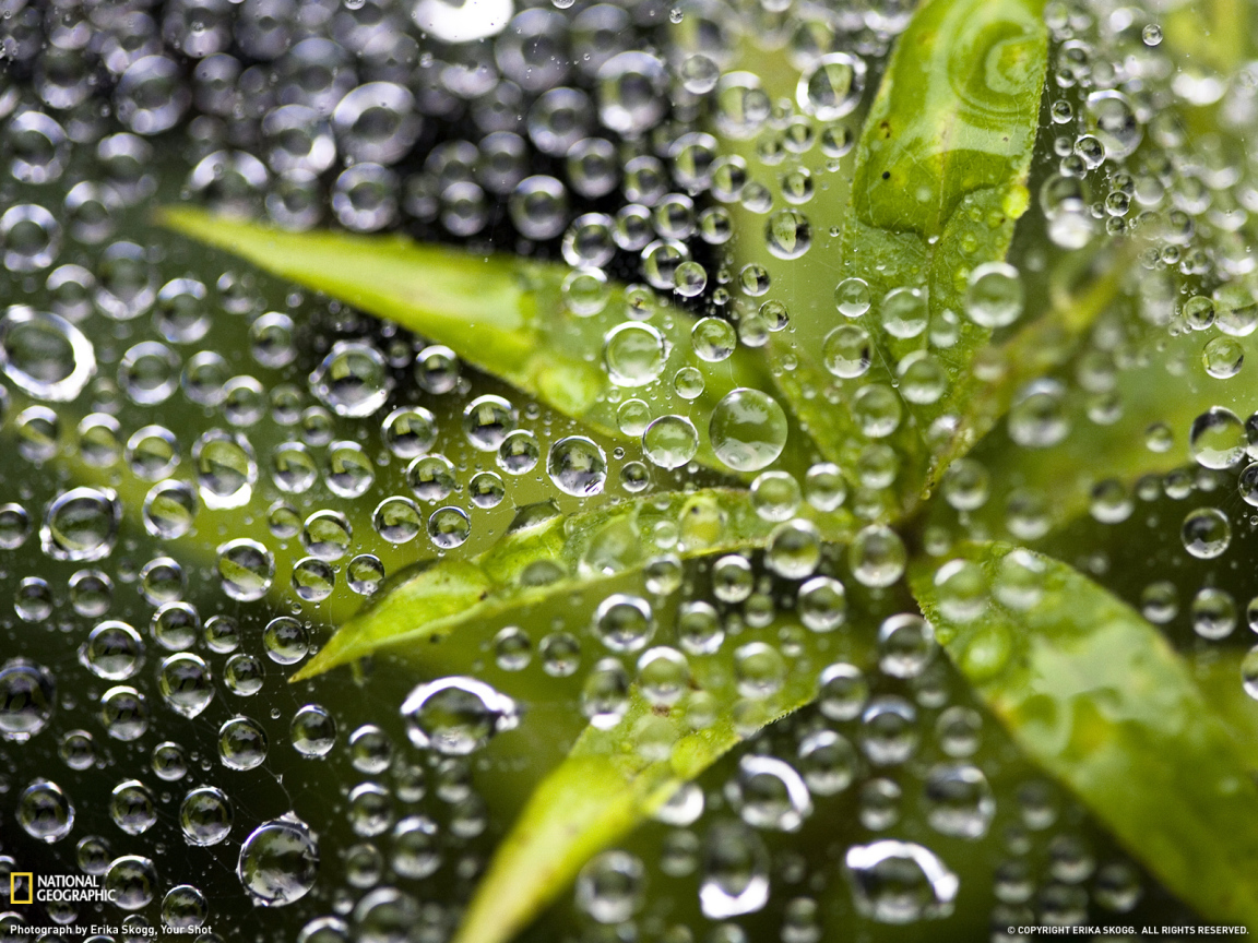 Растение под водой