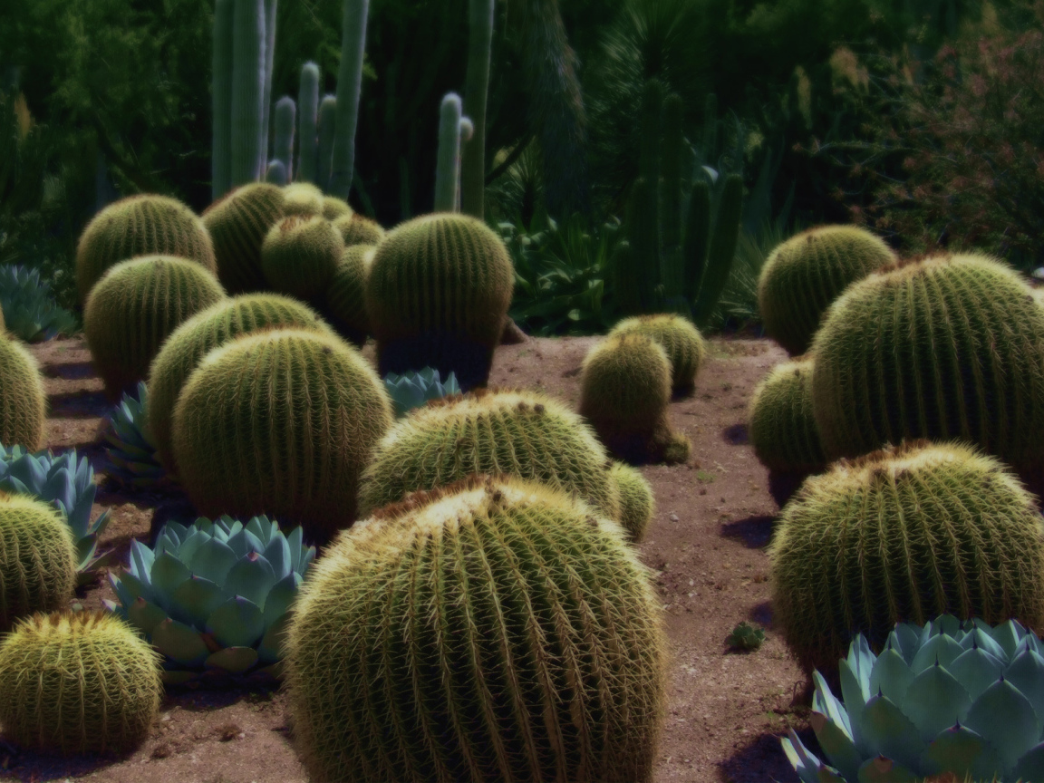 Колючие кактусы