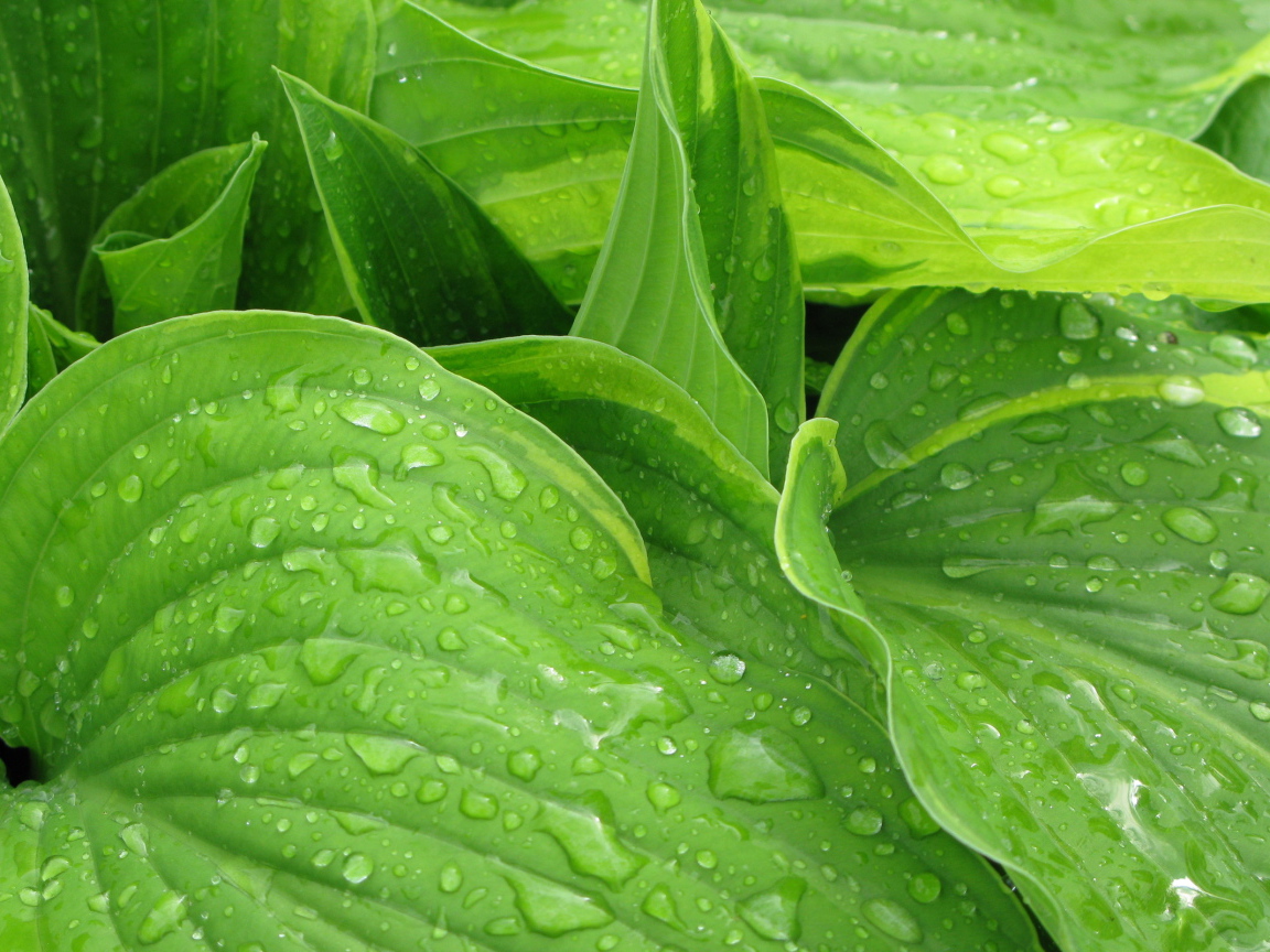 Листья после дождя